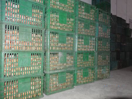 鮮蛋保鮮冷庫貯藏方法，雞蛋保鮮冷庫保鮮技術