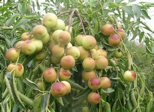 大棗、冬棗保鮮冷庫建造冷庫設計貯藏方法