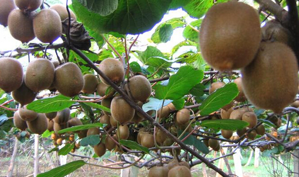 果蔬獼猴桃冷庫設(shè)計(jì)方案